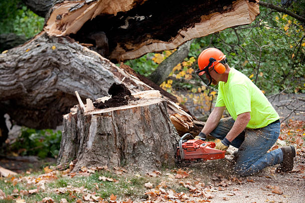 Best Emergency Tree Service  in East Palo Alto, CA